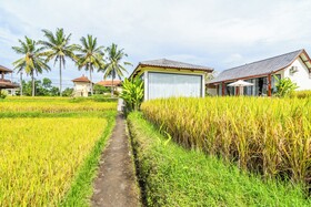 Rice Field Villa