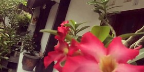 Super OYO Capital O Pondok Ayu Homestay