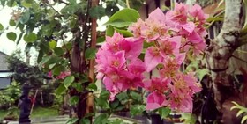 Super OYO Capital O Pondok Ayu Homestay