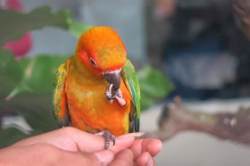 Aviary Hotel Bintaro