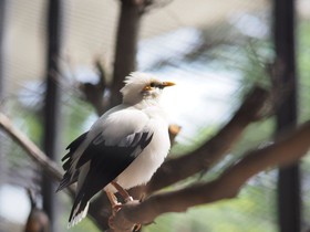 Aviary Hotel Bintaro