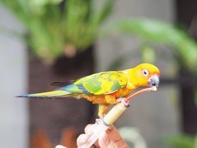 Aviary Hotel Bintaro