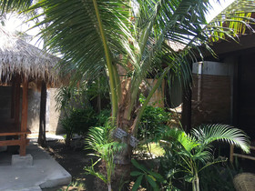 Alexyane Paradise Bungalow