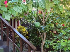 Banana Leaf Bungalows