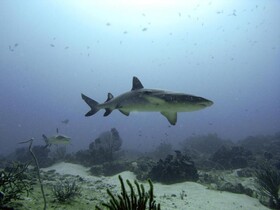 Manta Bungalows