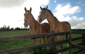 Ardfield B&B