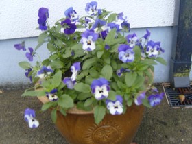 Ashford Haven B&B