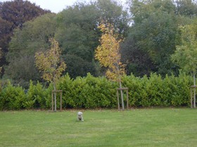 Ashford Haven B&B