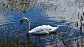 The Lodges at Glenlo Abbey Hotel & Estate