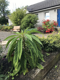 Kilcloon Cottages