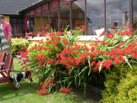 Findus House