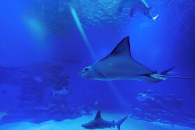 Royal Park Resort Apartments by Sea N' Rent