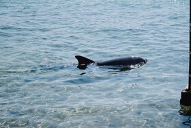 Royal Park Resort Apartments by Sea N' Rent