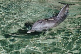 Royal Park Resort Apartments by Sea N' Rent