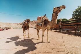 Royal Park Resort Apartments by Sea N' Rent