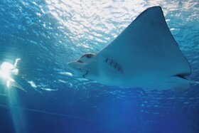 Royal Park Resort Apartments by Sea N' Rent