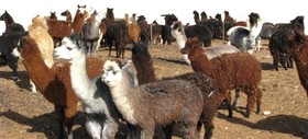 Alpaca Farm