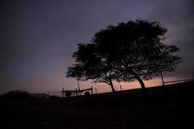 Alpaca Farm