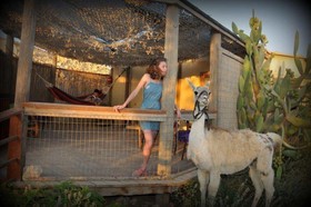 Alpaca Farm