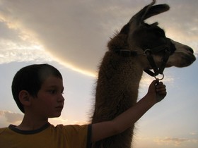 Alpaca Farm