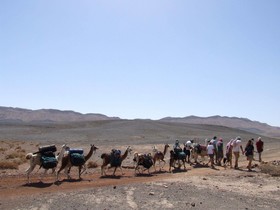 Alpaca Farm