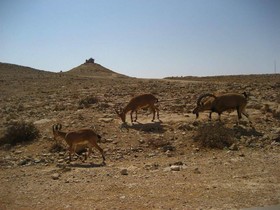 Silent Arrow Desert Lodge - Caravan Park