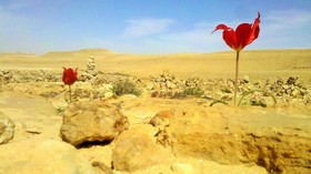 Silent Arrow Desert Lodge - Caravan Park
