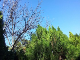 At Our Yard - Vacation Apartments in upper Galilee