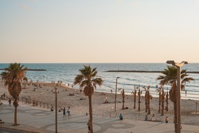 Dave Gordon TLV