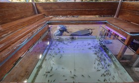 Hotel Lazy Fish Arpora by Treebo