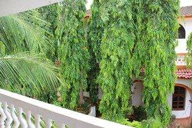 Sugar Plum Macedo Palms