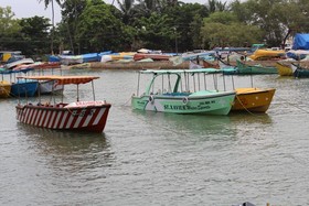 Sugar Plum Macedo Palms