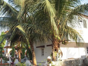 Sugar Plum Macedo Palms