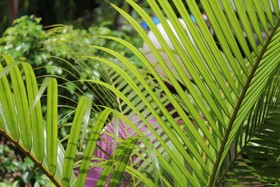 Sugar Plum Macedo Palms