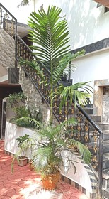 Spicy Bella Resort