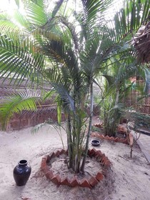 The Palm Trees Resort