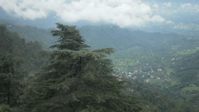 Amritara Surya Mcleodganj Dharamshala