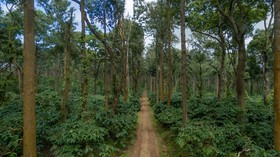 Arabidacool Bungalow, Chikmagalur