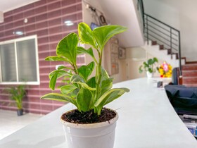 Hotel Elite by Agira