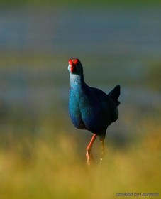 Evolve Back Kabini
