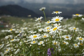 The Khyber Himalayan Resort & Spa