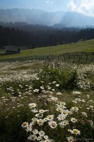 The Khyber Himalayan Resort & Spa