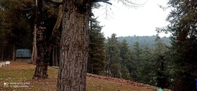 Pahalgam Woods