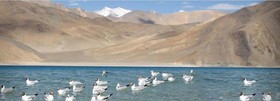 Royal Camp - Pangong