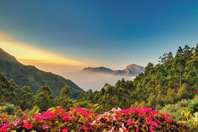 Chandys Drizzle Drops