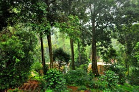 The Tall Trees Munnar