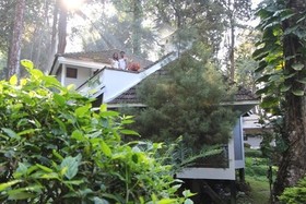 The Tall Trees Munnar