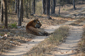 Windsor Tiger Resort