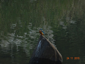 Windsor Tiger Resort
