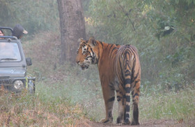 Windsor Tiger Resort